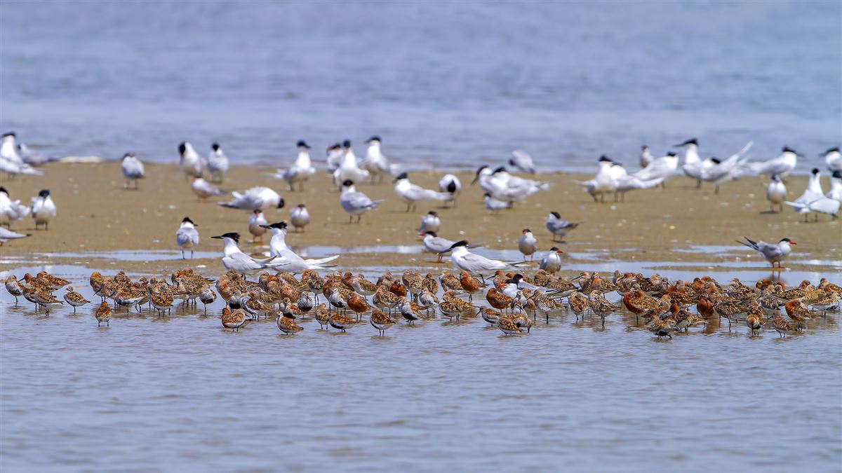 Curlew Sandpiper