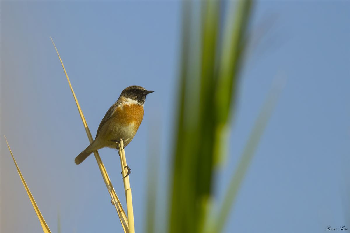European Stonechat