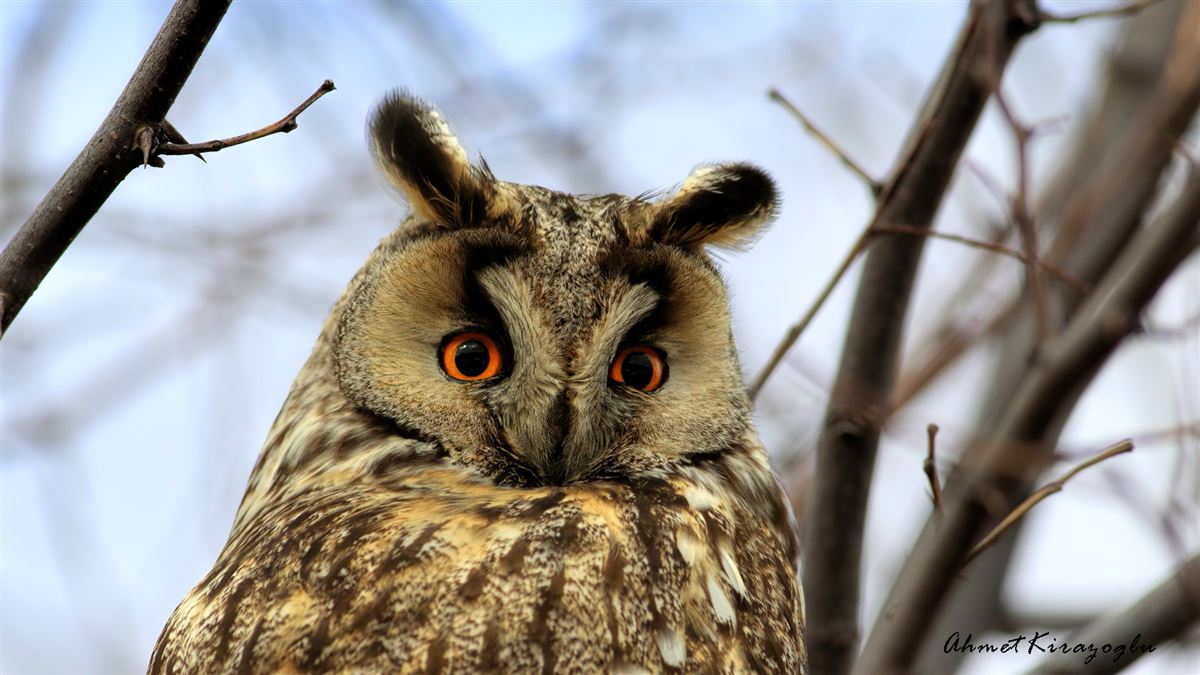 Long-eared Owl