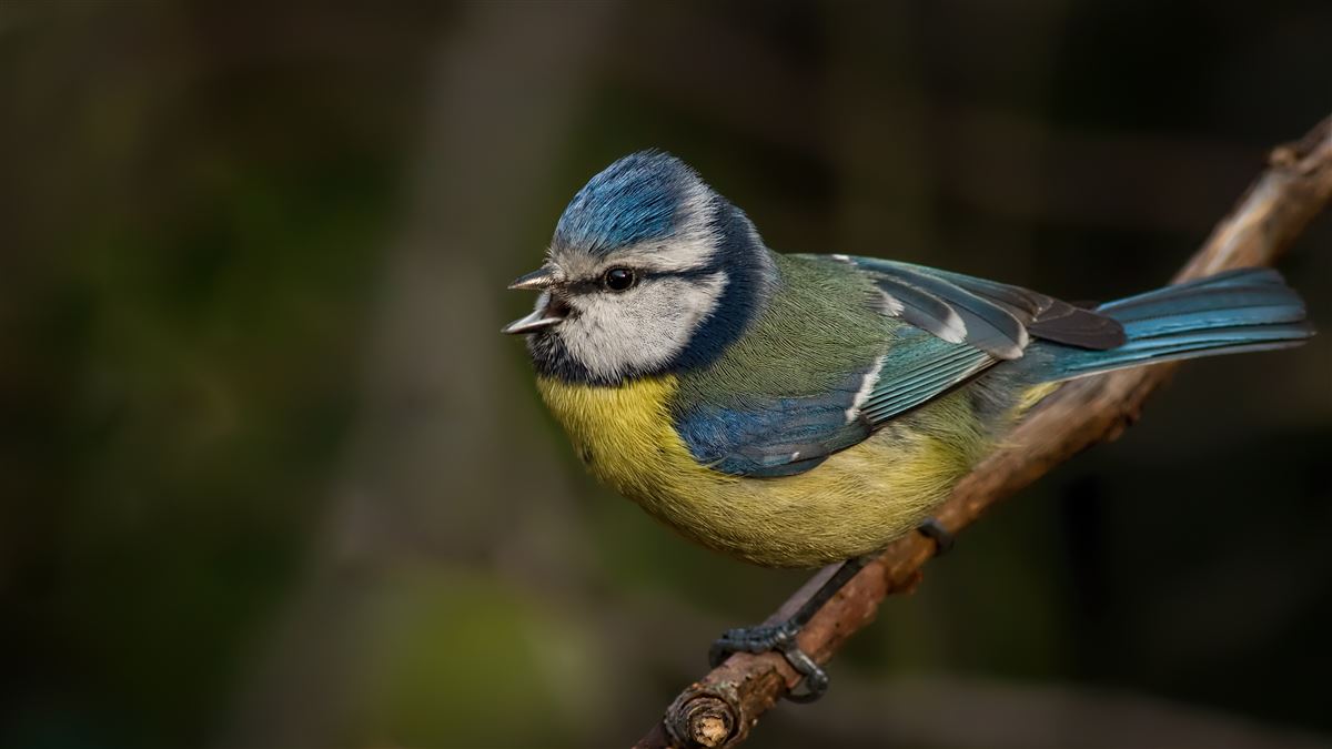 Eurasian Blue Tit