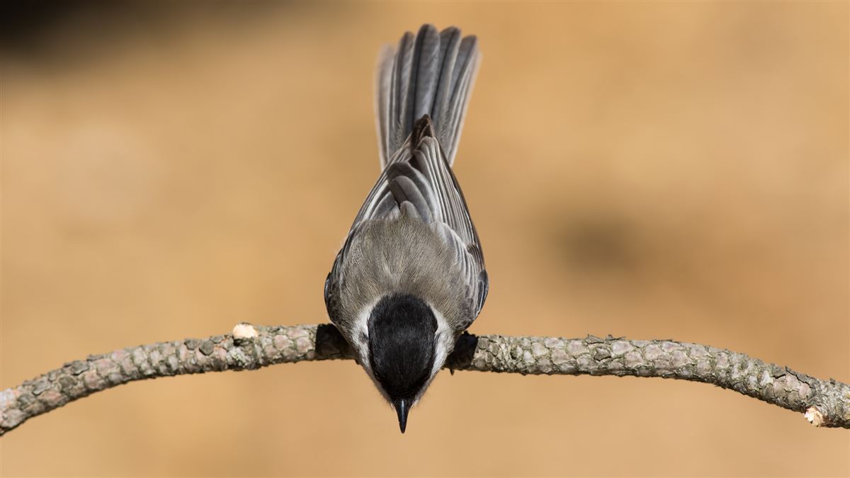 Sombre Tit