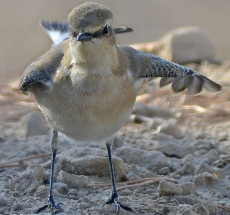 Northern Wheatear