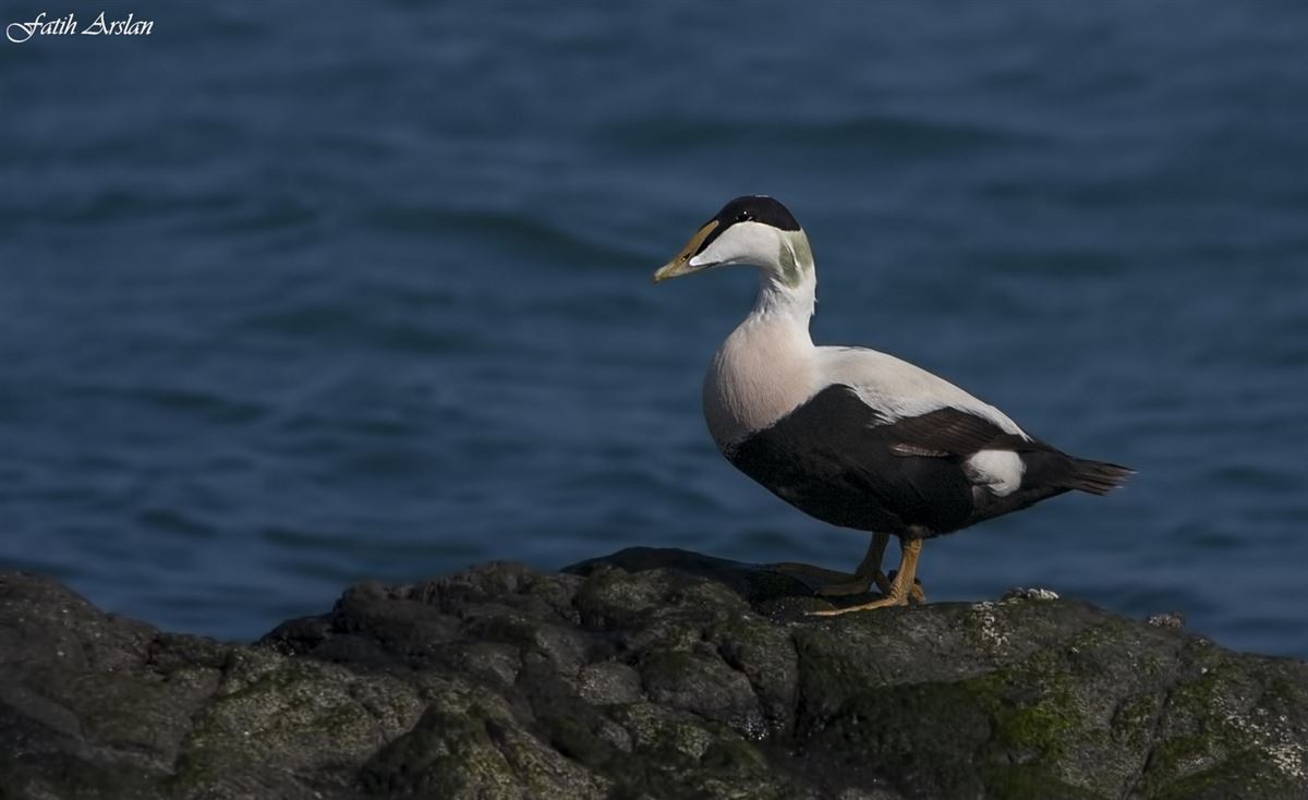 Common Eider