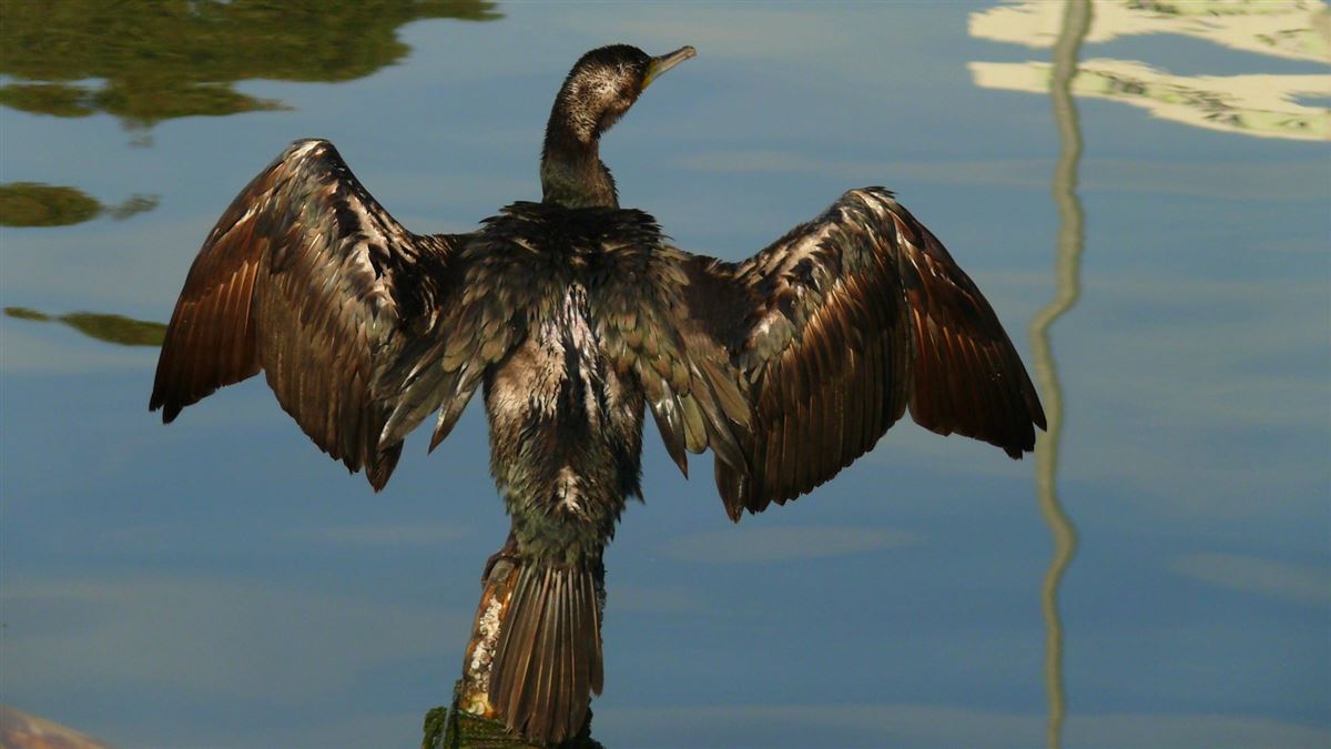 Great Cormorant