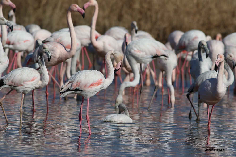 Greater Flamingo