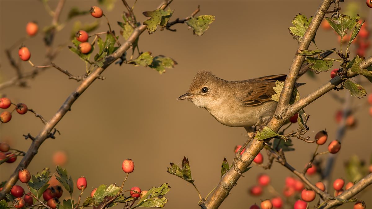 Common Whitethroat