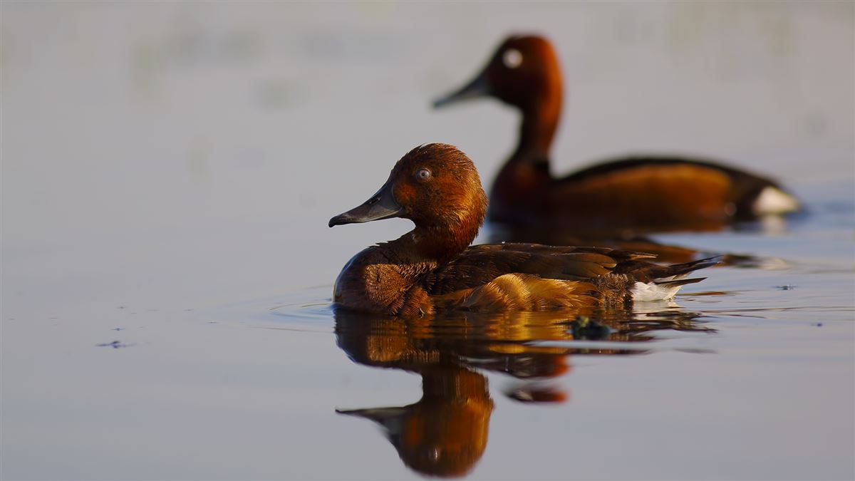 Ferruginous Duck
