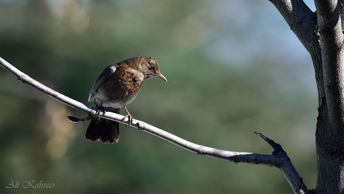 Common Blackbird