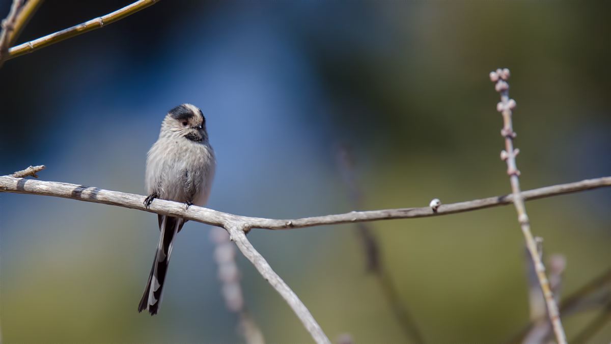 Long-tailed Tit