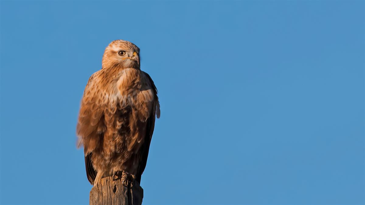 Long-legged Buzzard