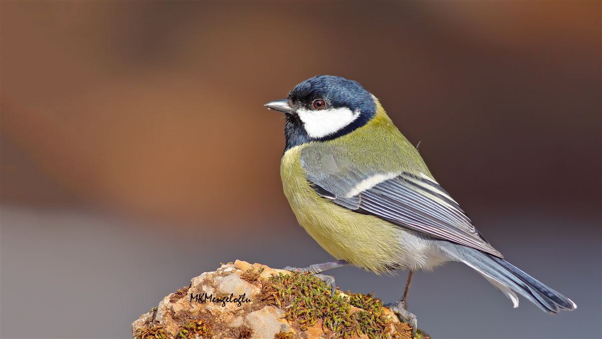 Great Tit