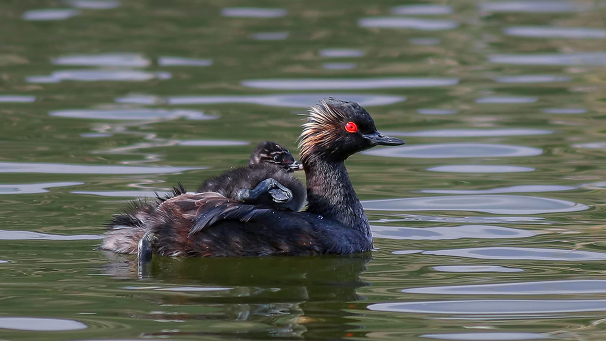 Black-necked Grebe