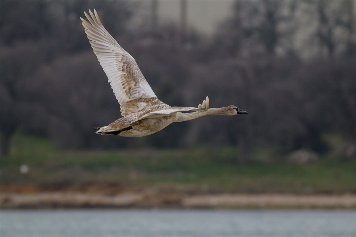 Mute Swan