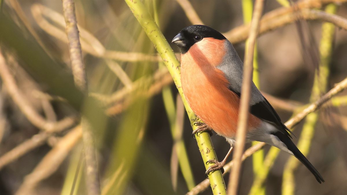 Eurasian Bullfinch
