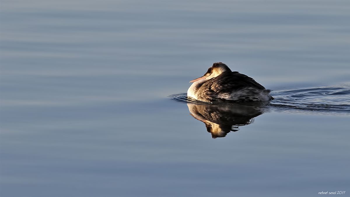 Great Crested Grebe