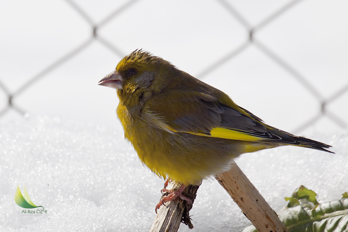 European Greenfinch