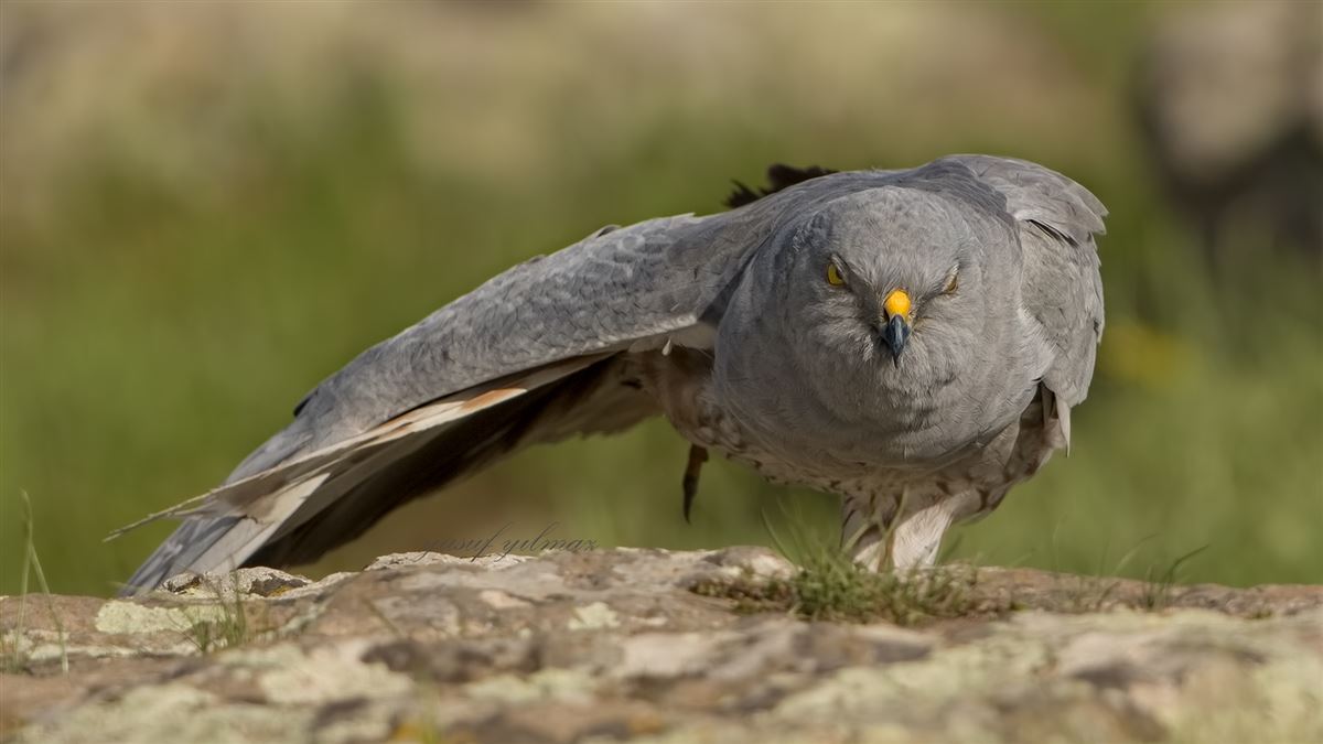 Montagu`s Harrier