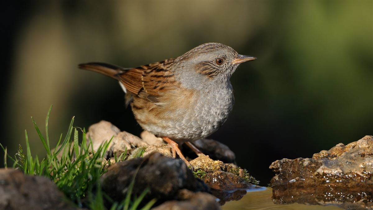 Dunnock