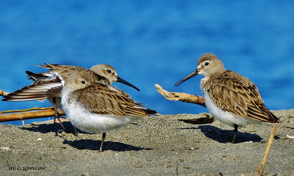 Dunlin