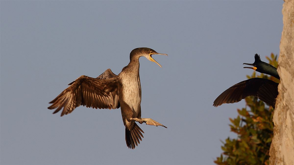 European Shag