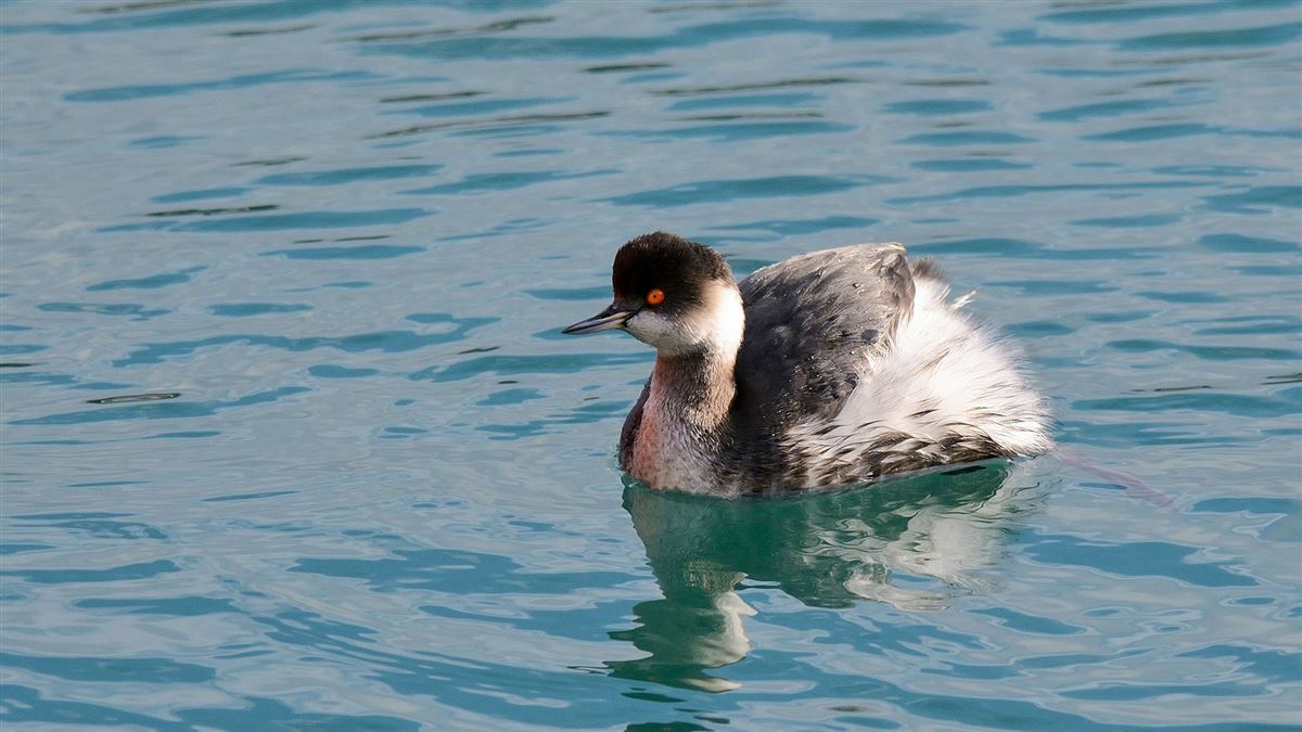 Black-necked Grebe