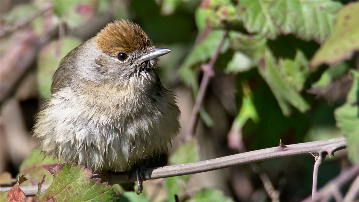 Eurasian Blackcap