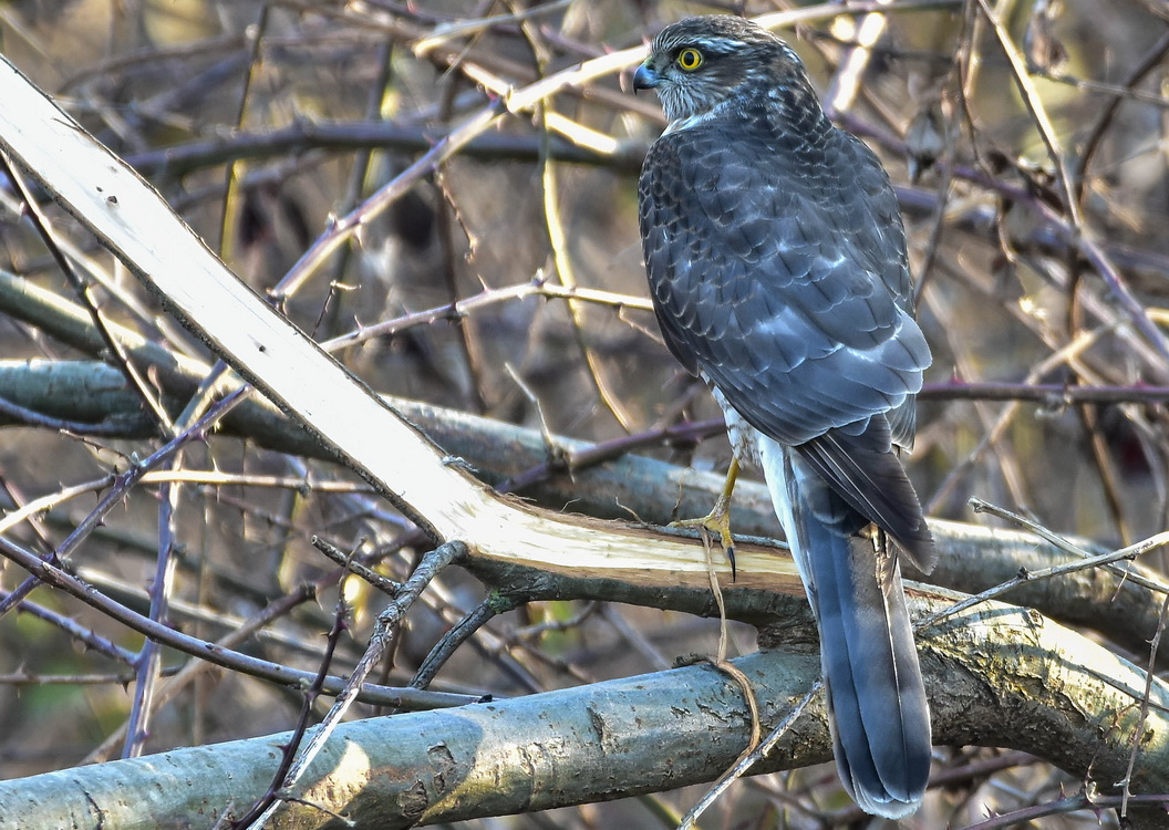 Eurasian Sparrowhawk