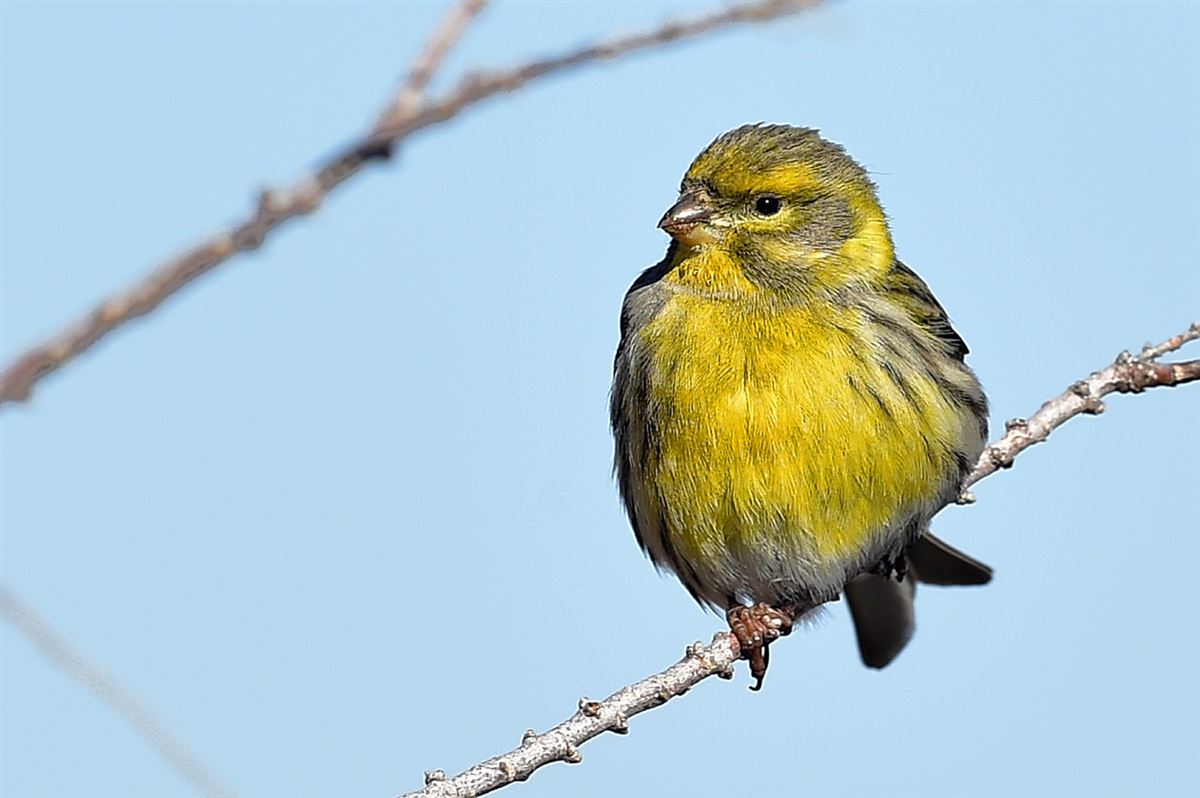 European Serin