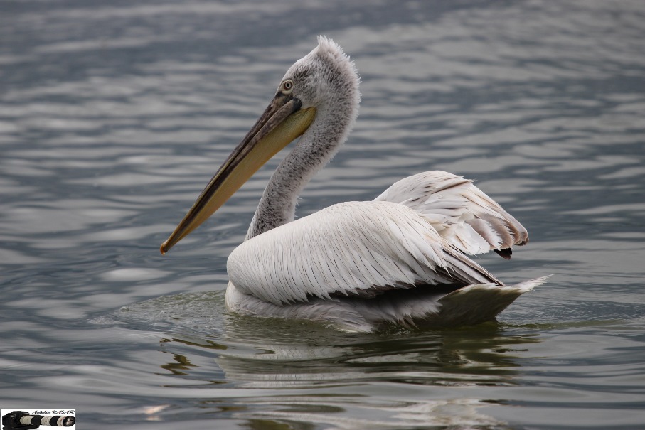Dalmatian Pelican