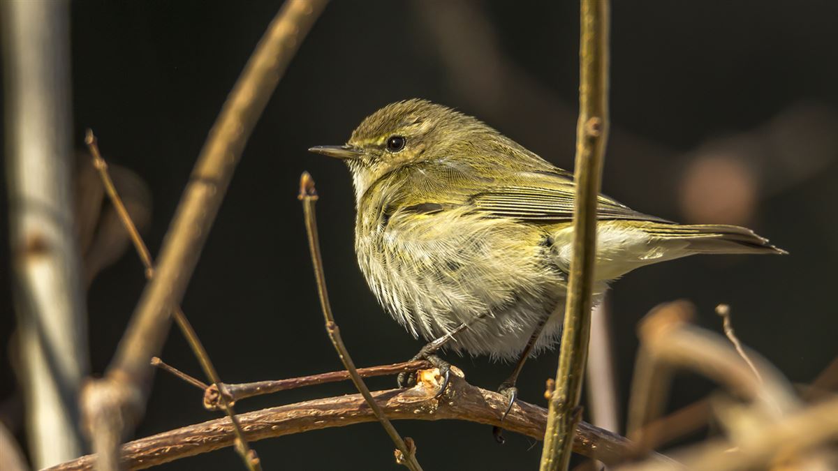 Common Chiffchaff