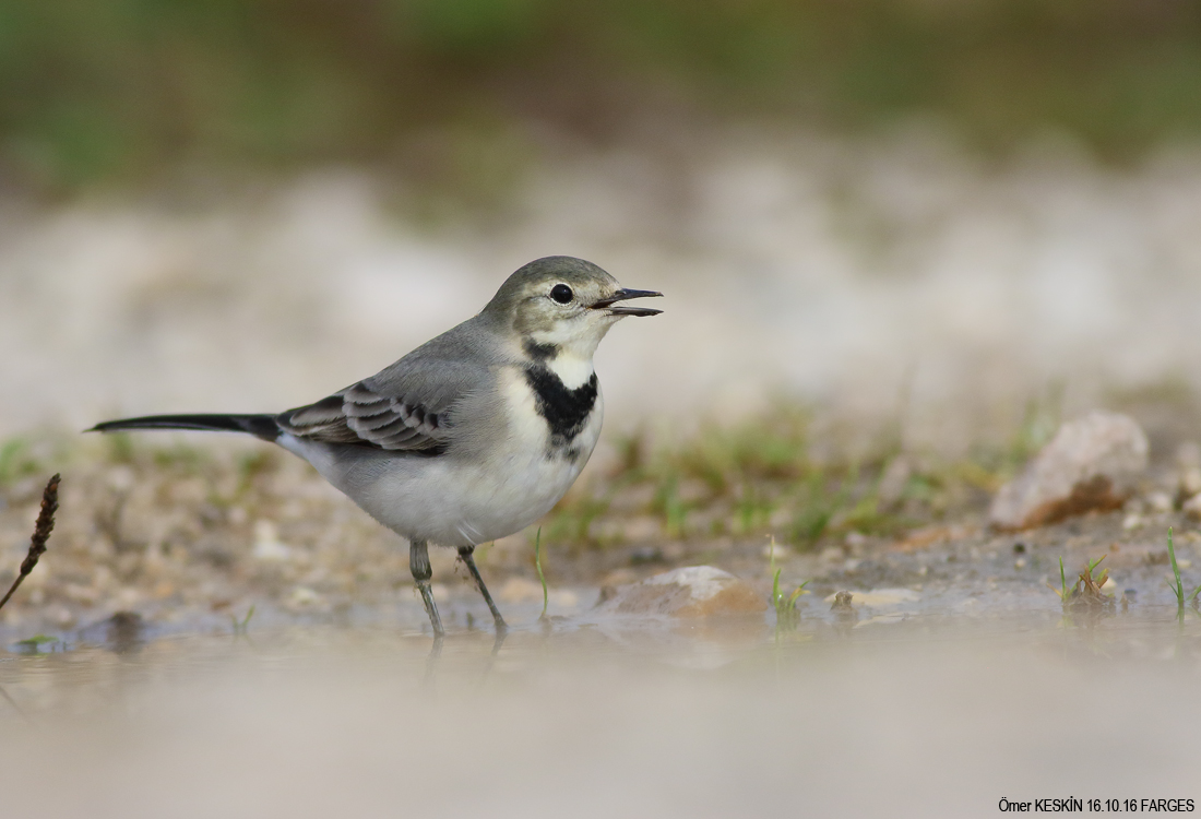 White Wagtail