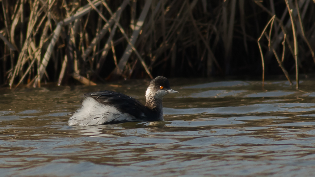 Black-necked Grebe