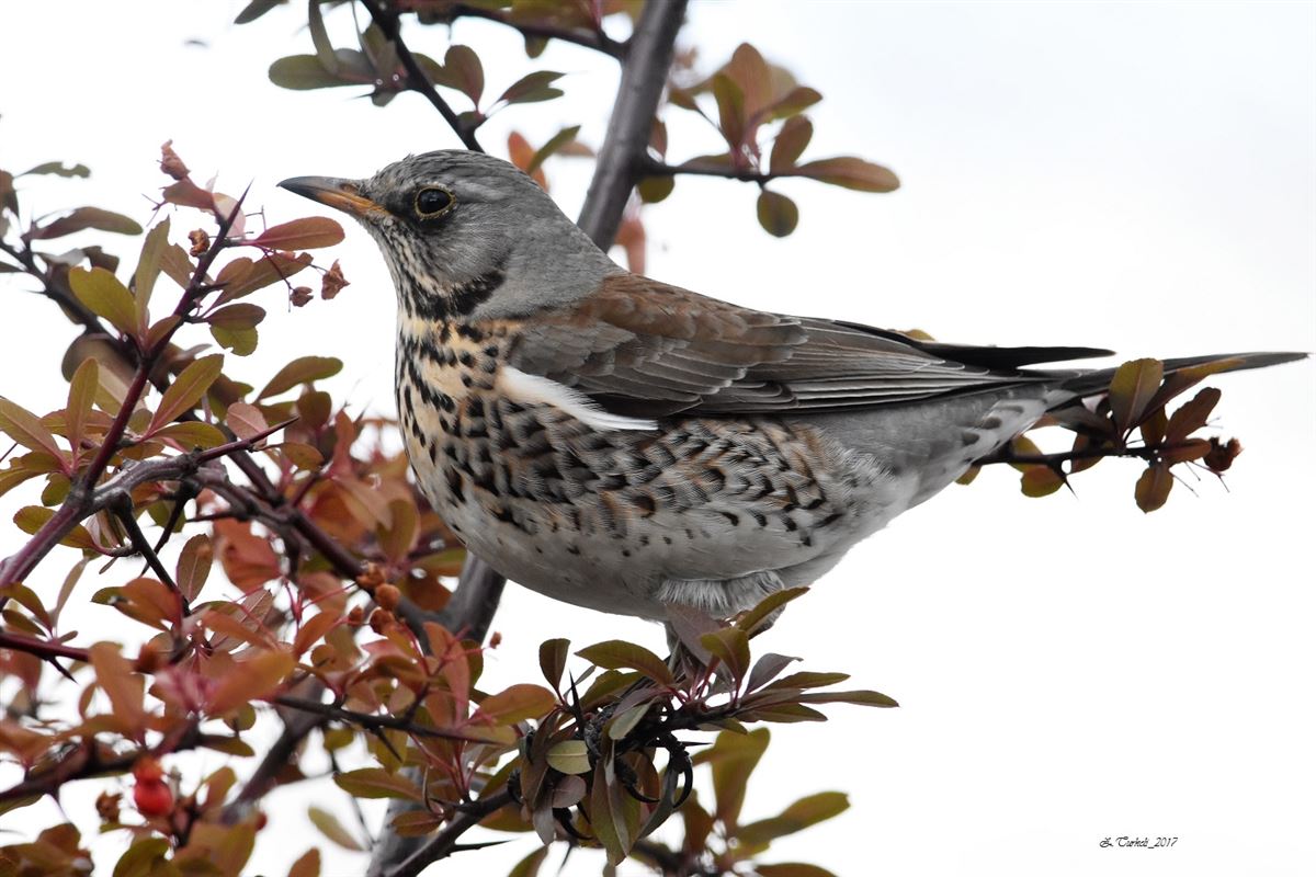 Fieldfare