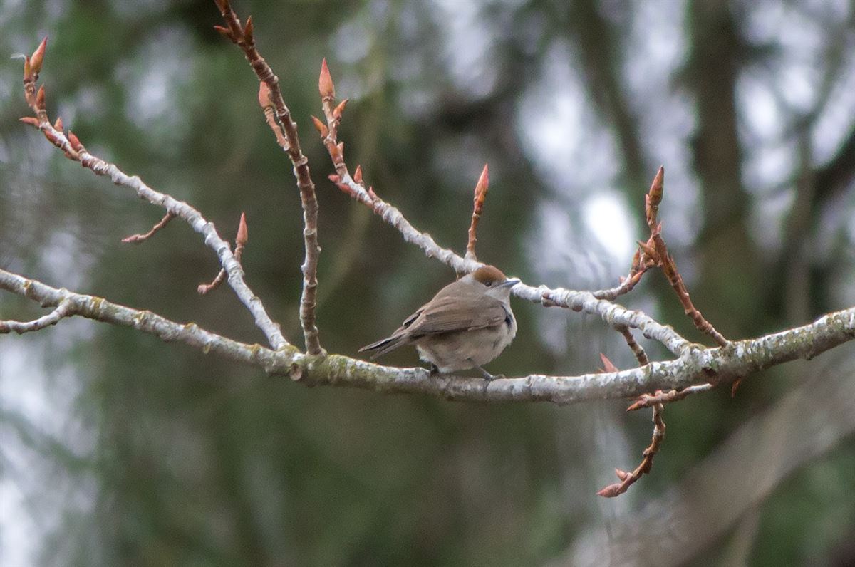 Eurasian Blackcap
