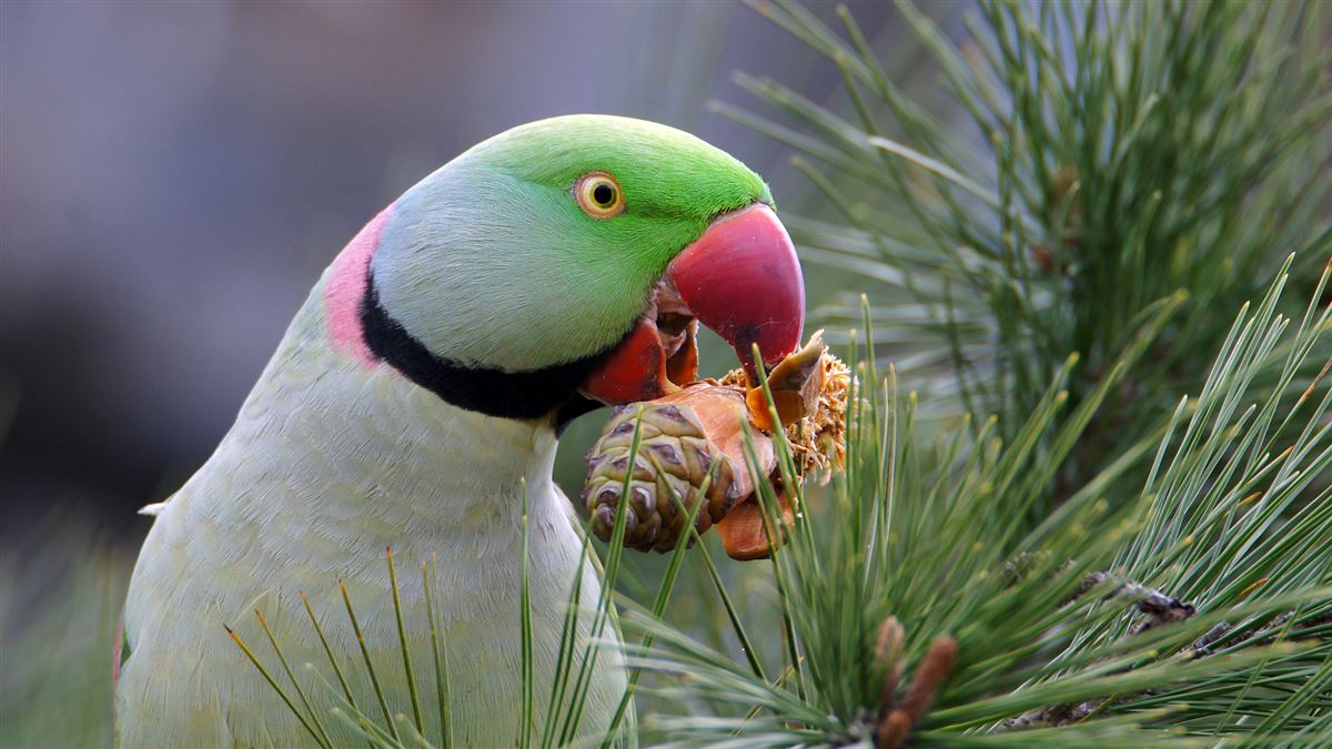 Alexandrine Parakeet