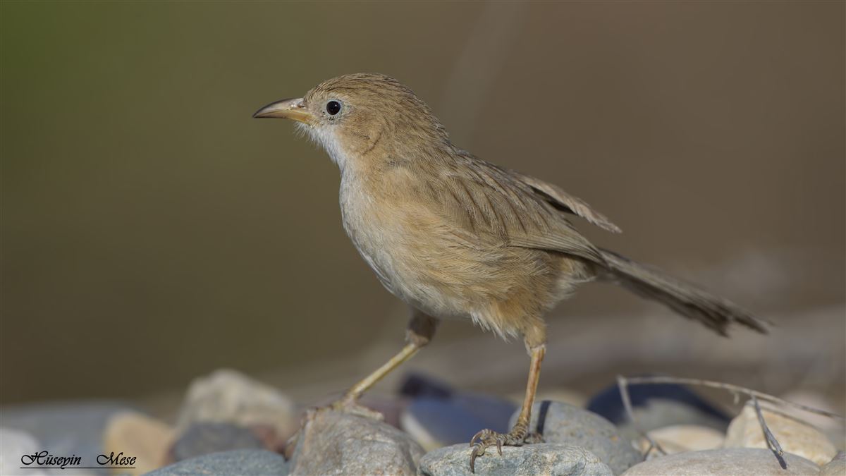 Iraq Babbler
