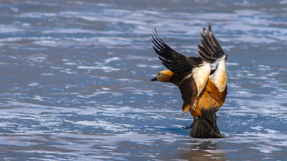 Ruddy Shelduck