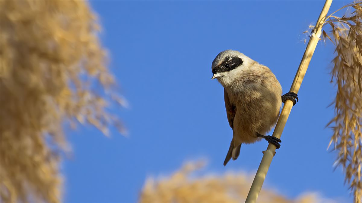 Eurasian Penduline Tit