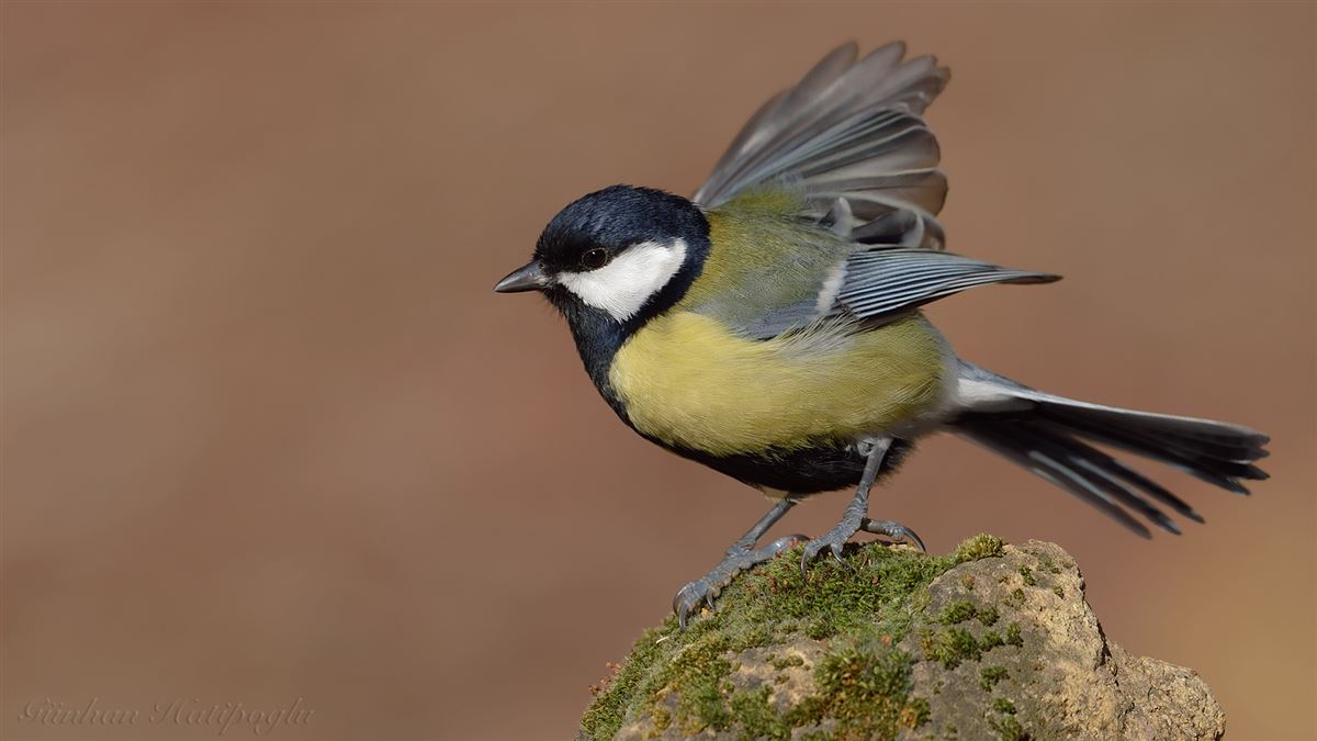 Great Tit