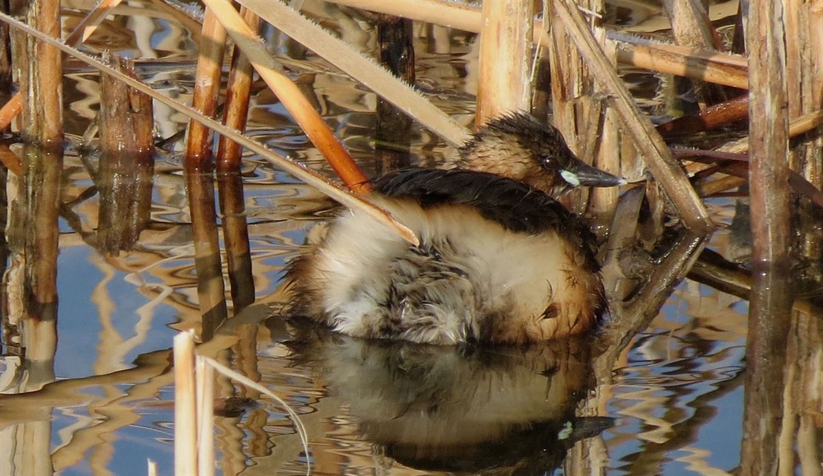 Little Grebe