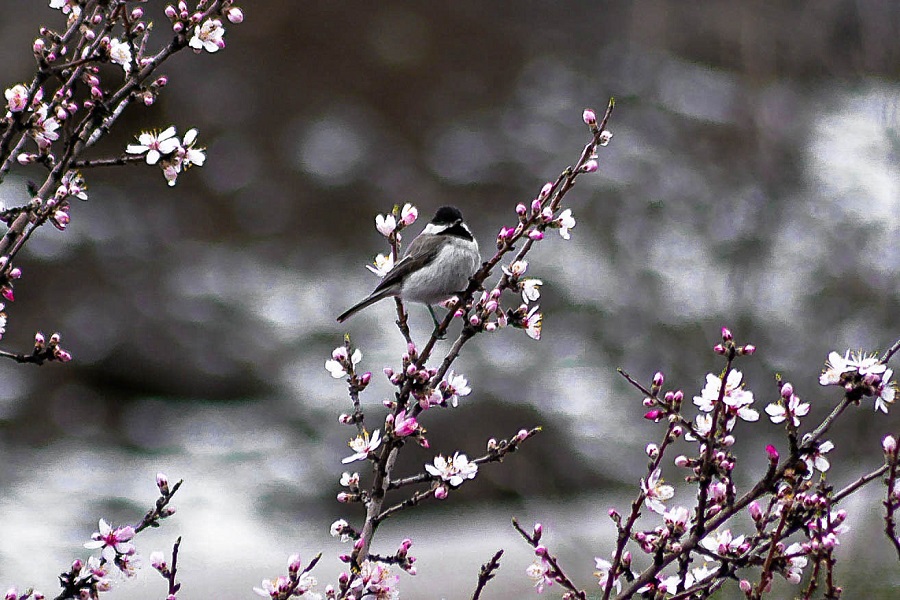 Sombre Tit