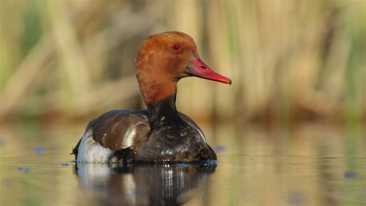Red-crested Pochard