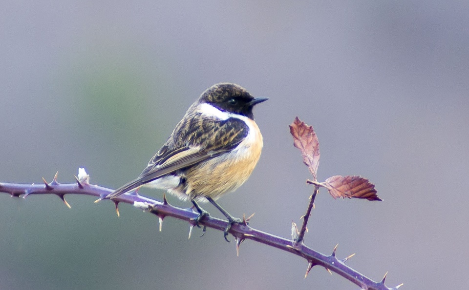 European Stonechat