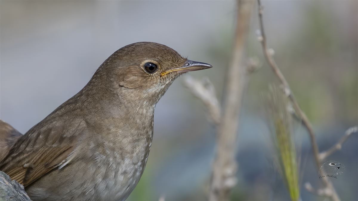 Thrush Nightingale