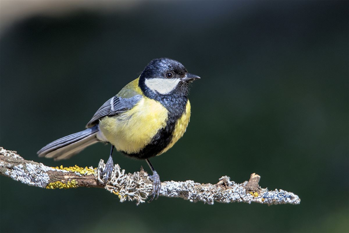 Great Tit
