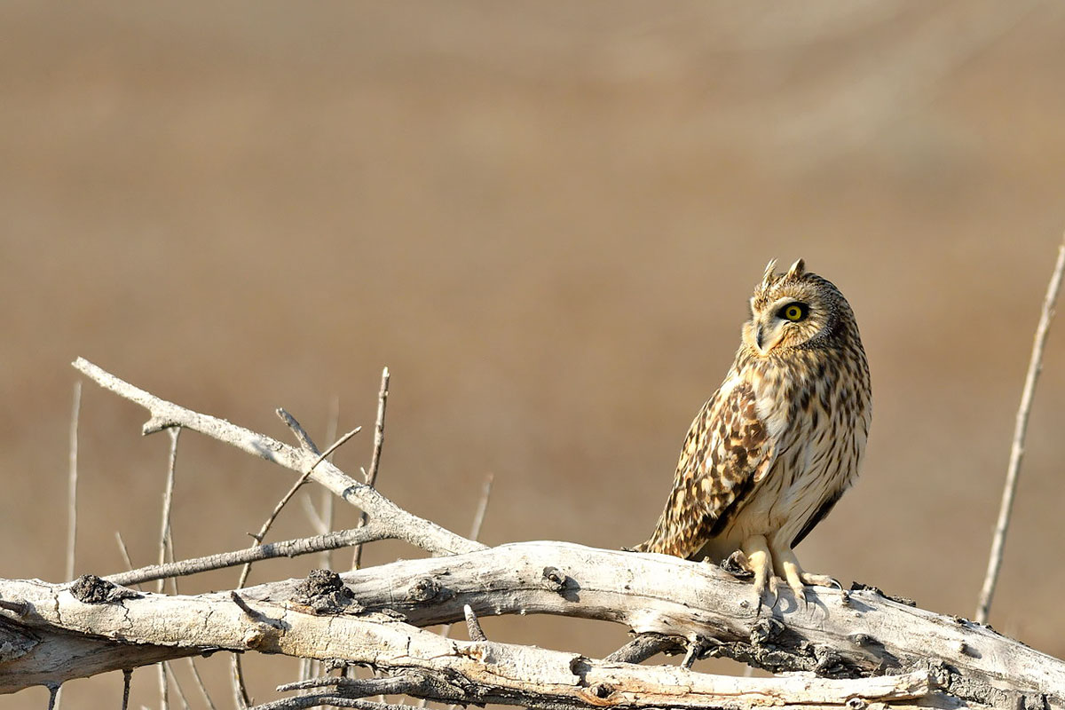 Short-eared Owl