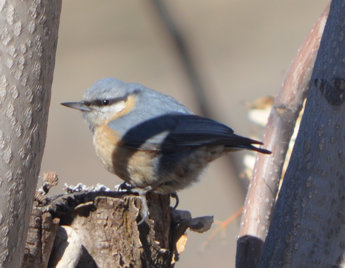 Eurasian Nuthatch