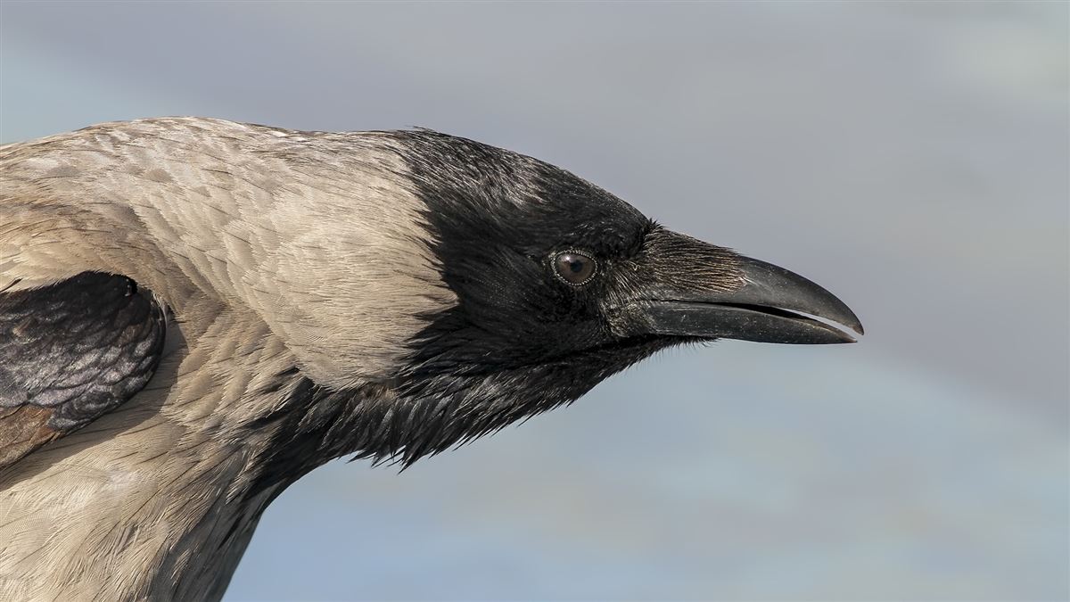 Hooded Crow