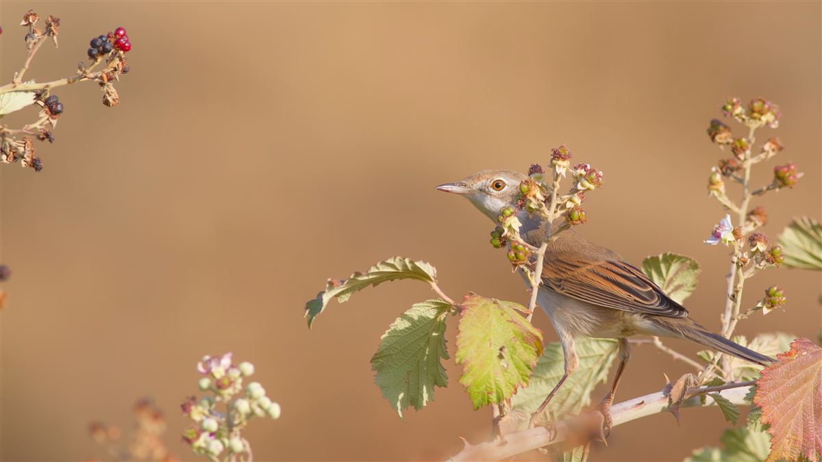 Common Whitethroat