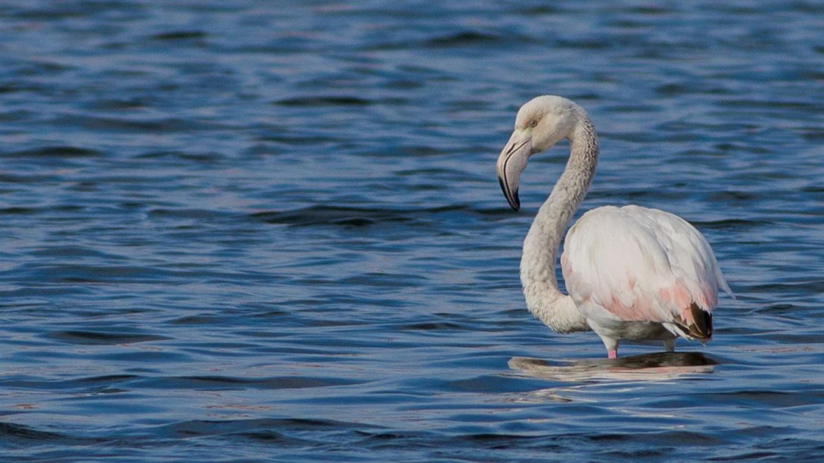 Flamingo